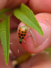 Diabrotica limitata
