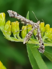 Amblyptilia punctidactyla