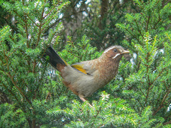 Trochalopteron morrisonianum