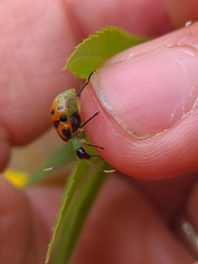 Diabrotica limitata