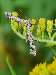 Amblyptilia punctidactyla