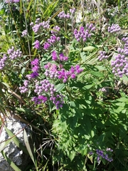 Saussurea neopulchella