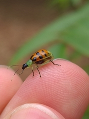 Diabrotica limitata