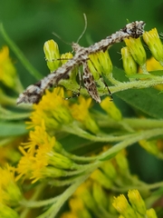 Amblyptilia punctidactyla