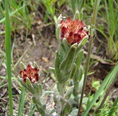 Helichrysum appendiculatum