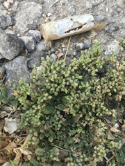 Polycarpon tetraphyllum