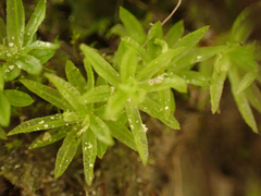 Atrichum undulatum