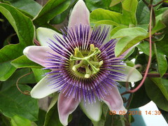 Passiflora alata × caerulea