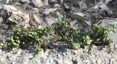 Polycarpon tetraphyllum