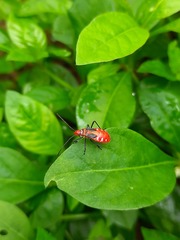 Dysdercus cingulatus