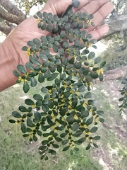 Azara microphylla