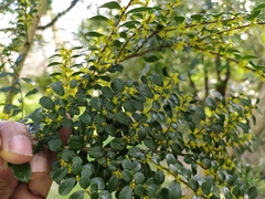 Azara microphylla
