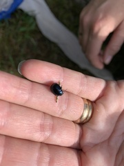 Chrysolina haemoptera