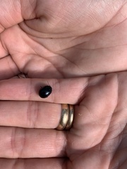 Chrysolina haemoptera