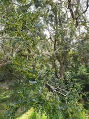 Azara microphylla