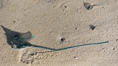 Physalia physalis
