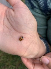 Coccinella magnifica
