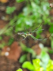 Leucauge decorata