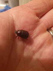 Scarabaeidae