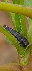 Agrilus