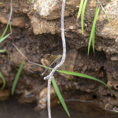 Neurobasis chinensis