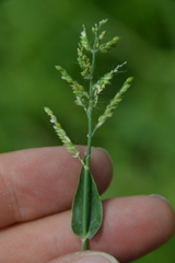 Urochloa reptans