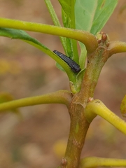 Agrilus