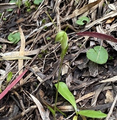 Pterostylis setulosa