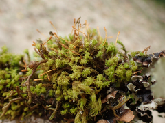 Ulota