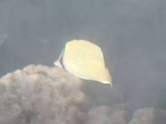 Chaetodon citrinellus