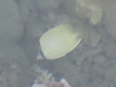Chaetodon citrinellus