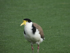 Vanellus miles novaehollandiae