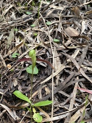 Pterostylis setulosa