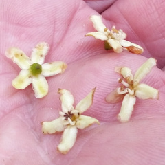 Flindersia brayleyana