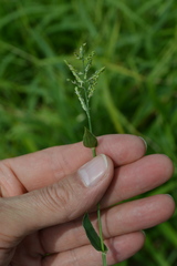 Urochloa reptans