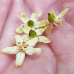 Flindersia brayleyana