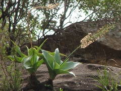 Merwilla plumbea