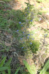 Echium vulgare