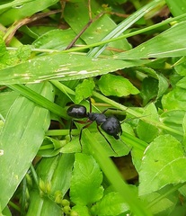 Camponotus compressus