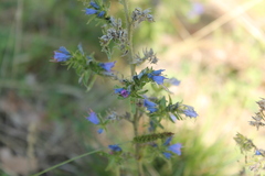 Echium vulgare