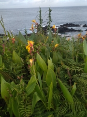 Canna × generalis
