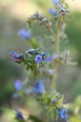 Echium vulgare