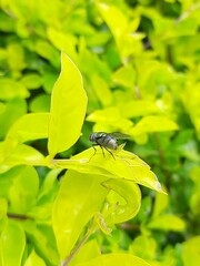 Chrysomya megacephala