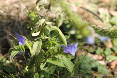 Echium vulgare