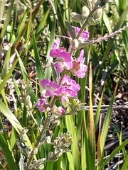 Podalyria calyptrata