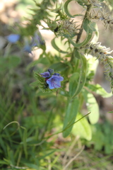 Echium vulgare