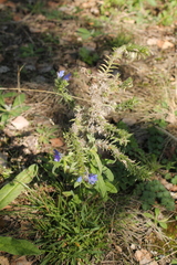 Echium vulgare