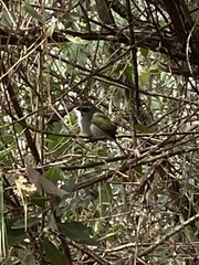 Saltator similis