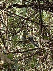 Saltator similis