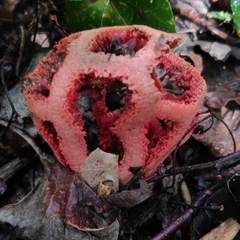 Clathrus ruber